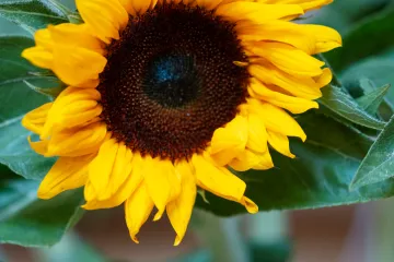 Sonnenblume